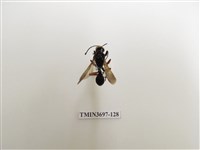 藏品(膜翅目(蜂))的圖片